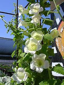 Asarina Scan Mystic white (076)